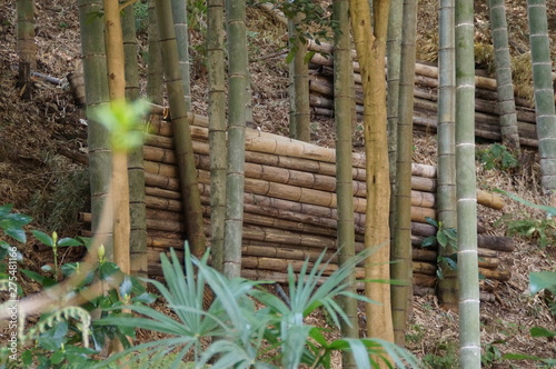 bamboo agriculture