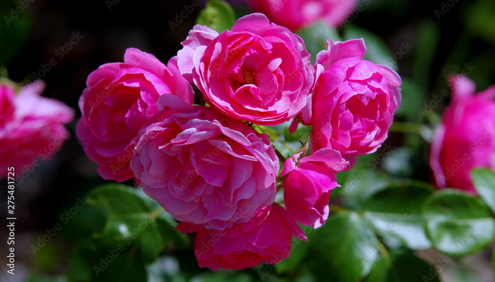 Fototapeta premium Pink roses in the garden