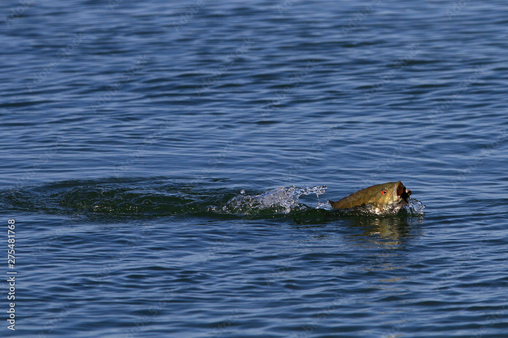 Obraz premium Small-mouth bass on fly