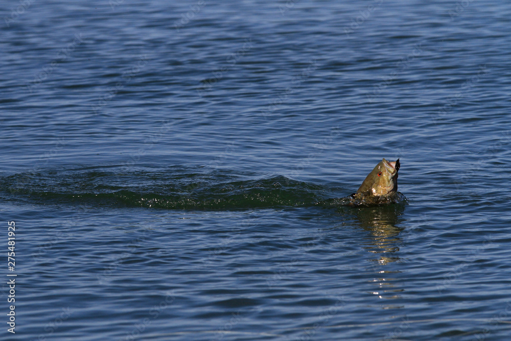 Fototapeta premium Small-mouth bass on fly