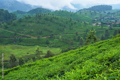 Beautiful tea plantations in hills near Munnar  Kerala  India.