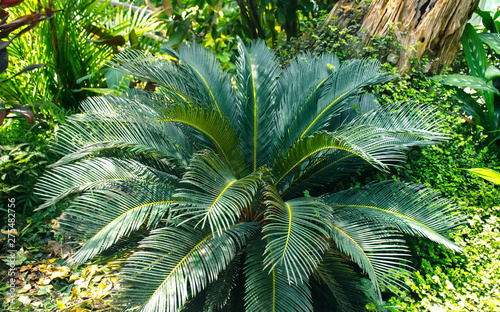 Fototapeta Naklejka Na Ścianę i Meble -  Green cycad,Green cycad plants in garden.