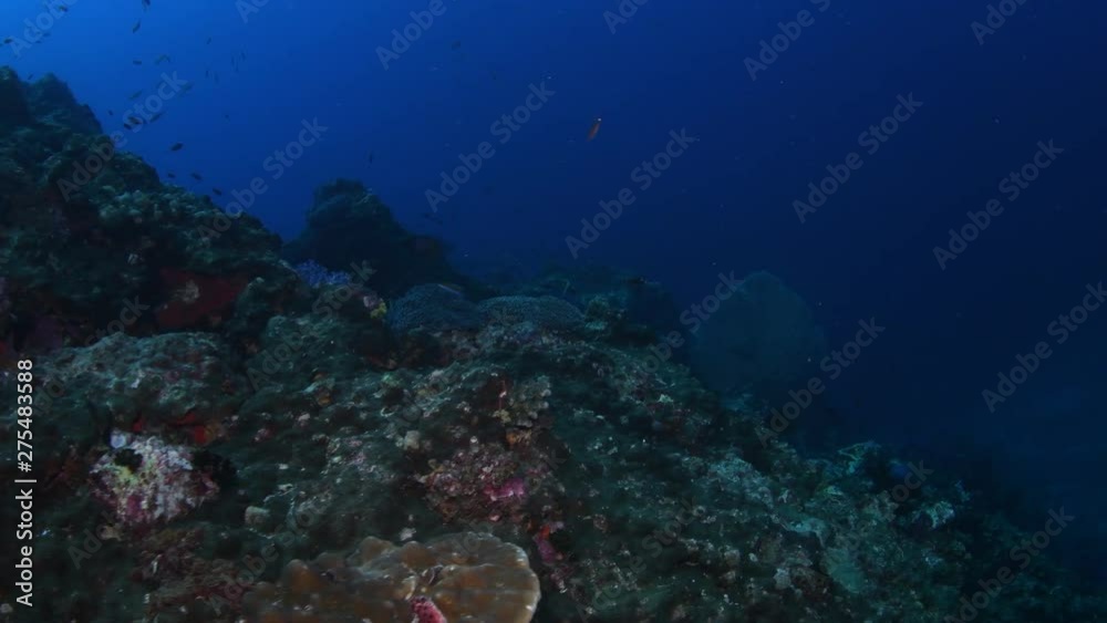 Tropical reef covered with corals and tropical reef fish Tropical reef covered with corals and tropical reef fish
