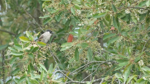 a Red-whiskered bulbul is resting on the shaking canopy