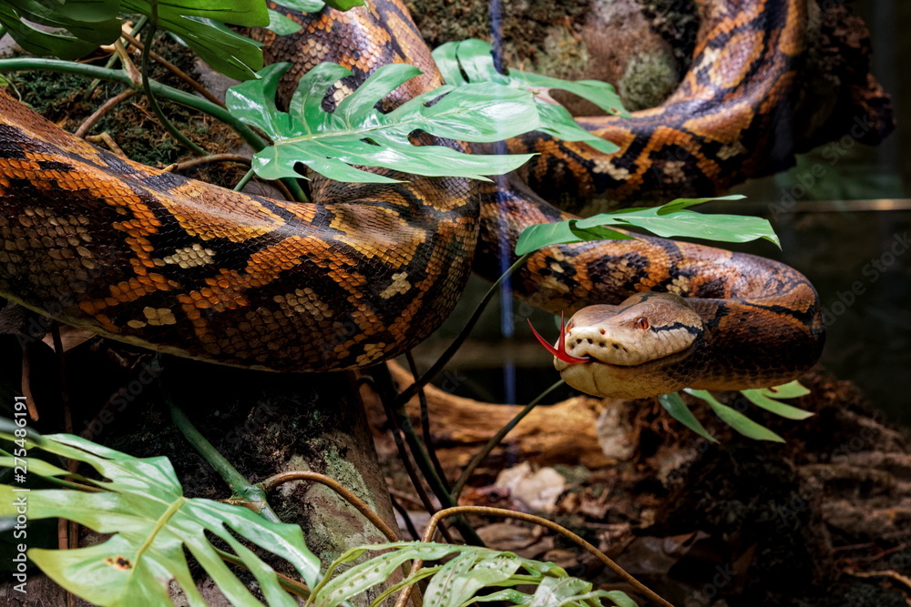 Naklejka premium anaconda