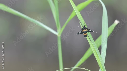 wasp moth is resting on the shaking grass leaf
