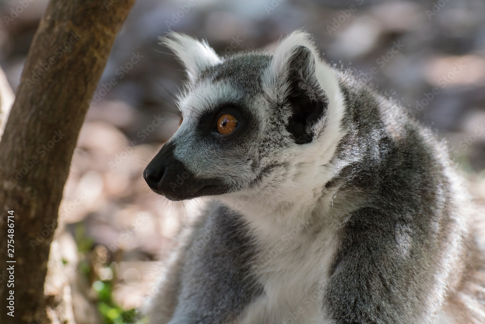 Lemur de cola anillada adulto
