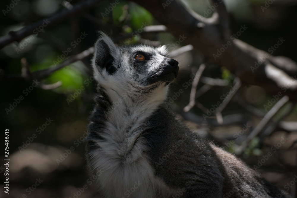 Fototapeta premium Lemur de cola anillada adulto