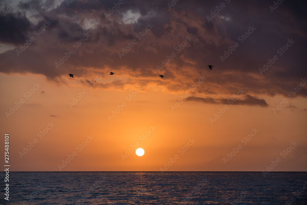 Madeira Sunset Ocean with Four Birds