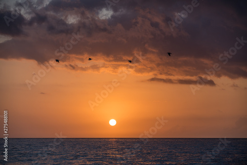 Madeira Sunset Ocean with Four Birds