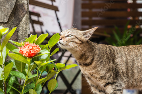 Photography cute wild cat and plant closeup day view