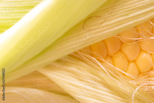 Close-up fresh corn. Macro photography. 