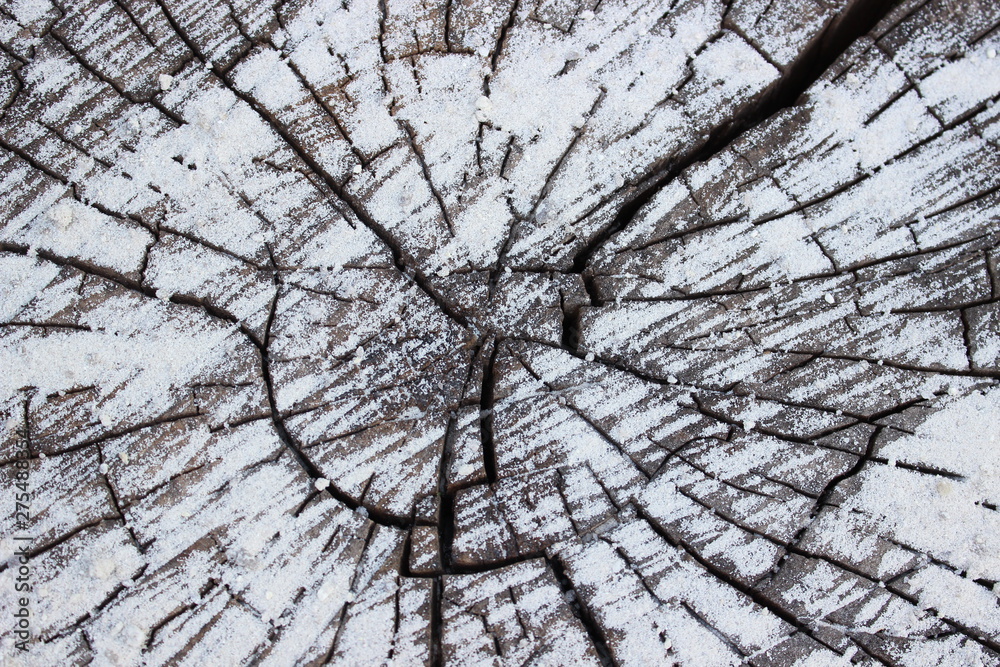 Obraz premium Background from the old bursting tree. Rotten stump