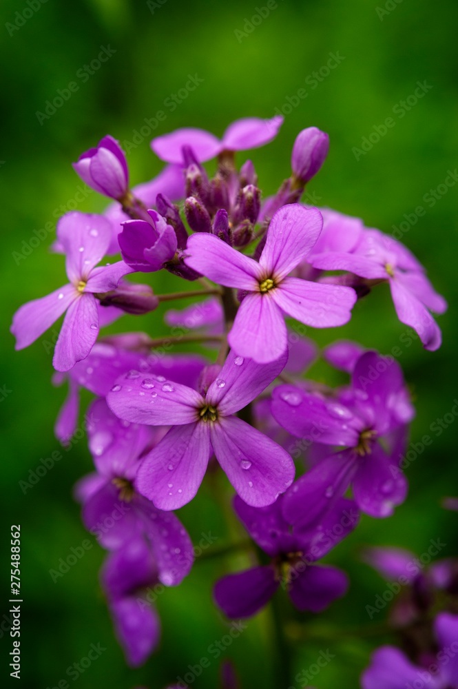 Spring Wild Flower Spring Wild Flower