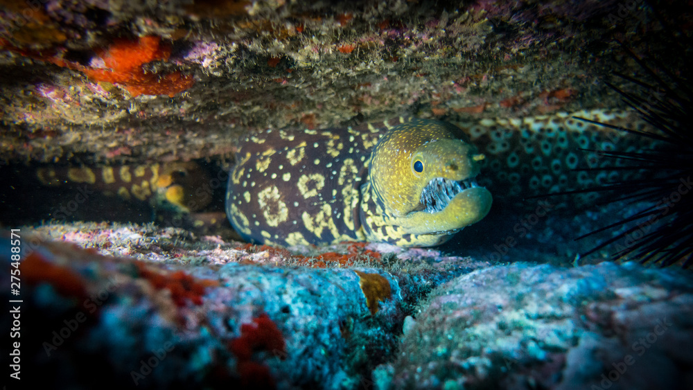 Madeira Tiger Moray eel Glass-tooth Moray eel Madeira Tiger Moray eel Glass-tooth Moray eel