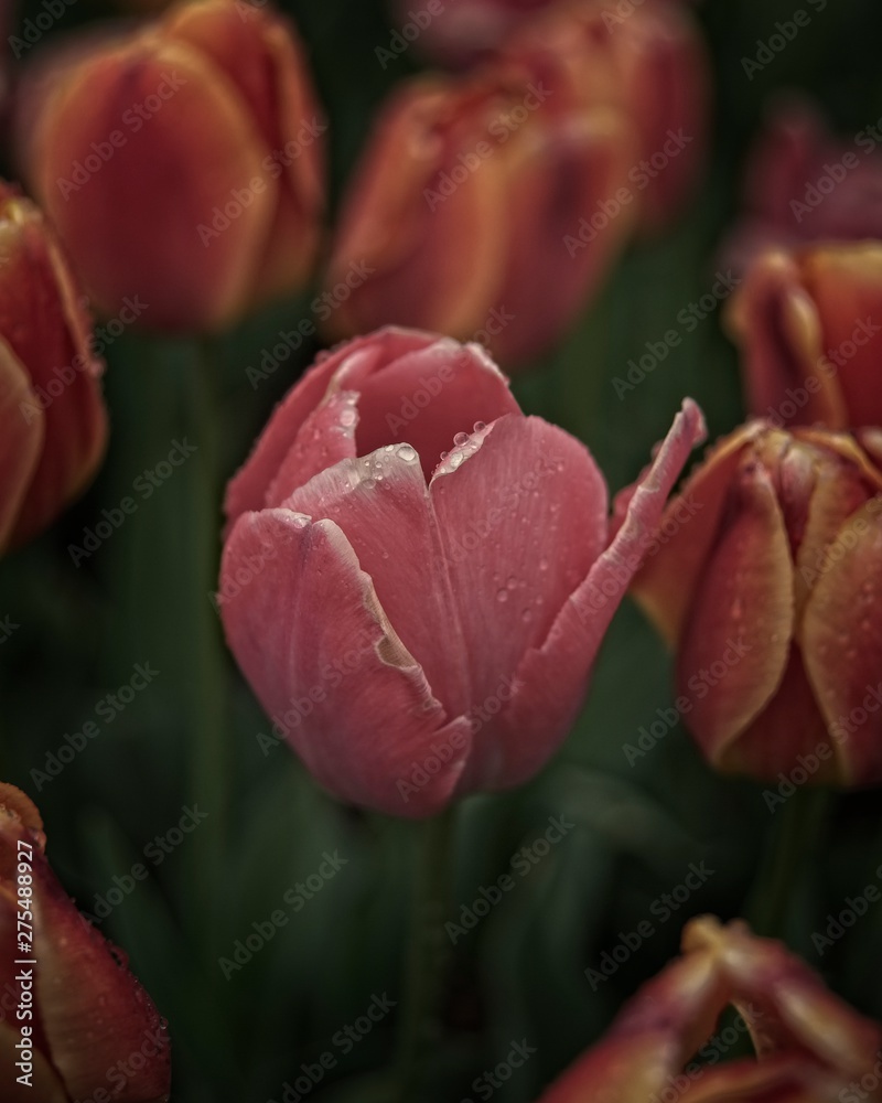 Spring Garden Spring Garden