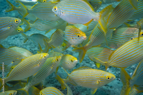 Diving Madeira sea bream swarm Sarpa salpa