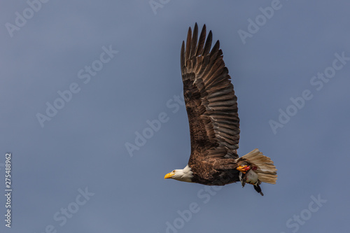 Bald eagle in flight with duck prey