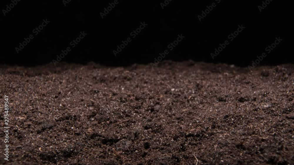 Beans sprout from the ground on a black background. Time-lapse. 4K