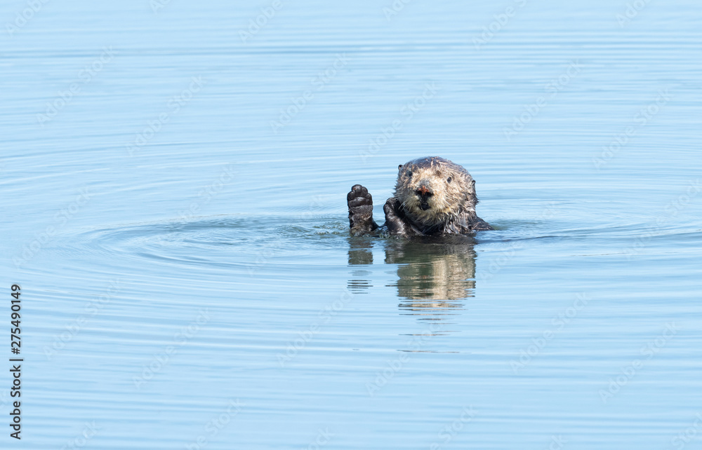 Obraz premium Sea Otter