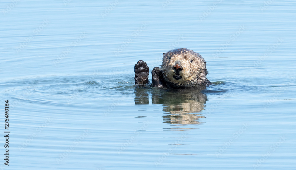 Naklejka premium Sea Otter