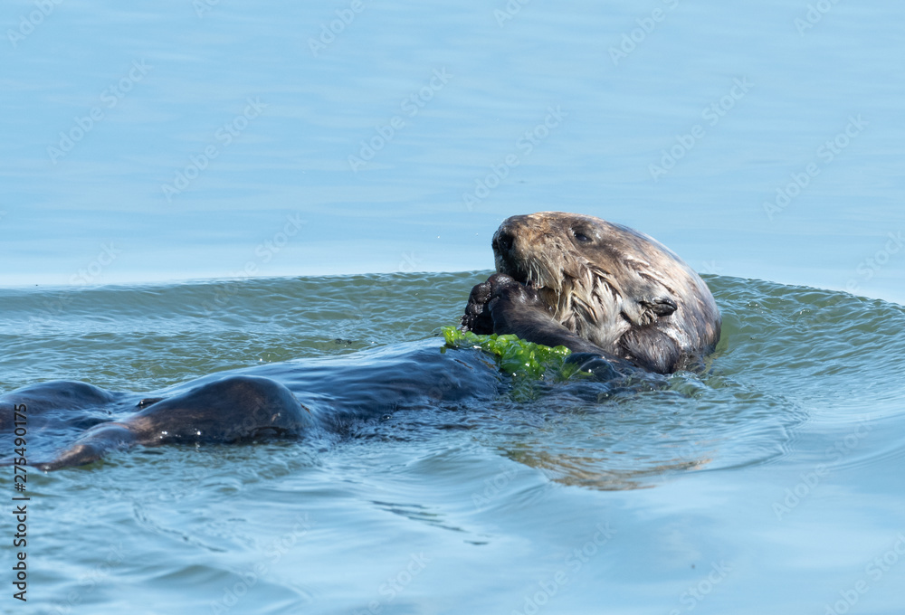 Fototapeta premium Sea Otter
