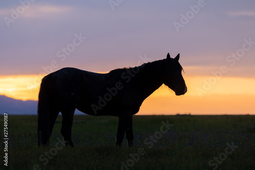 Wild Horse Silhouetted at Sunset in Utah
