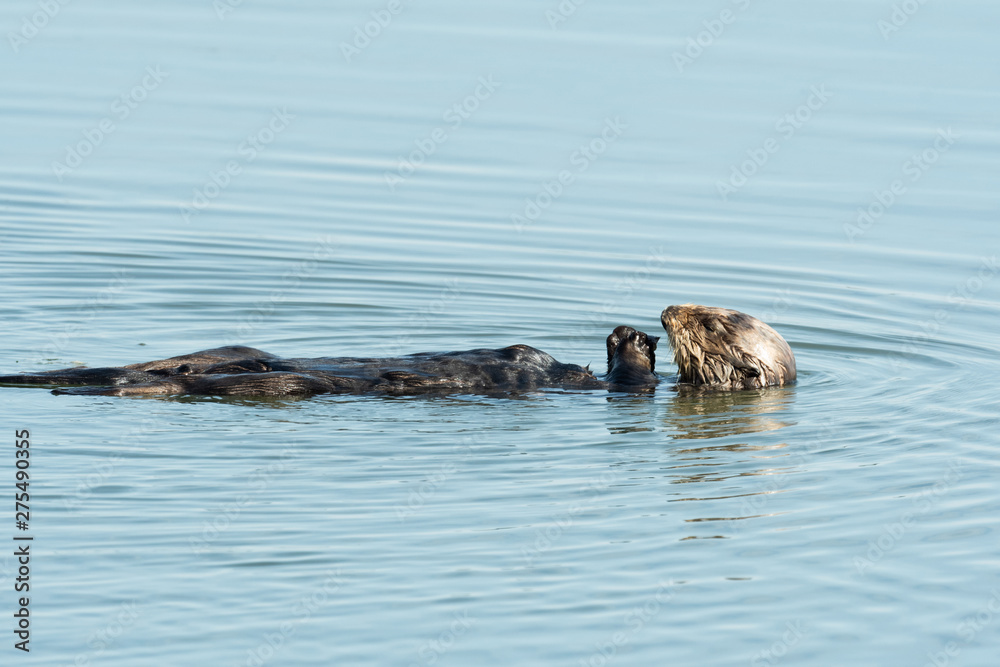 Fototapeta premium Sea Otter