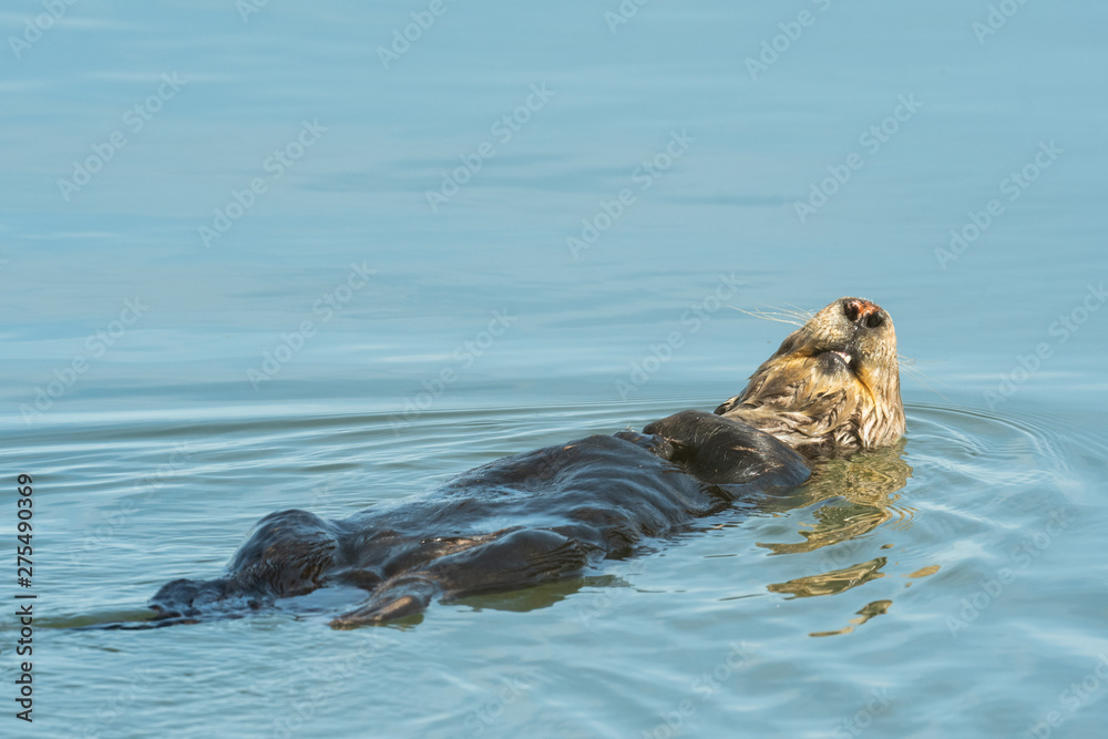 Fototapeta premium Sea Otter