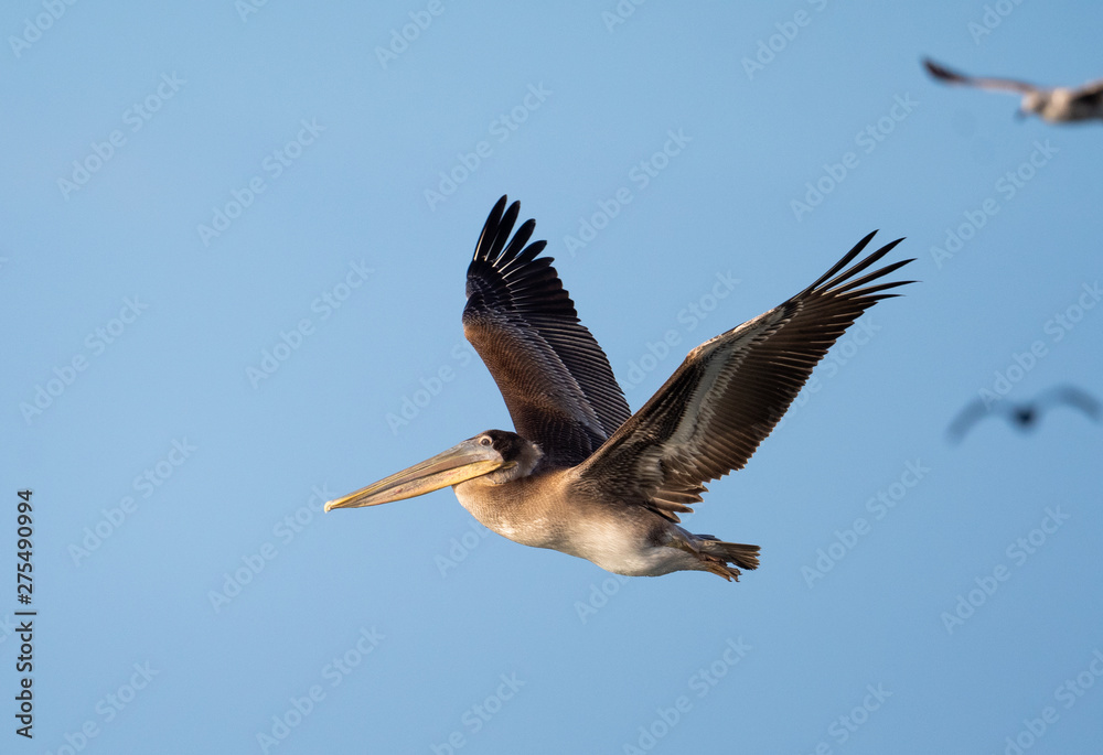 Obraz premium Brown pelican in flight
