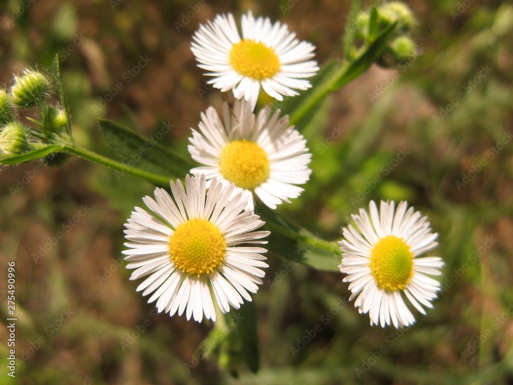 Closeup of wild daisy flowers. Romantic White daisy flower at sunny summer day. Closeup of wild daisy flowers. Romantic White daisy flower at sunny summer day.