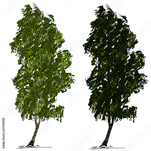 Two birches  Betula L.  with green foliage  on wind  on a white background