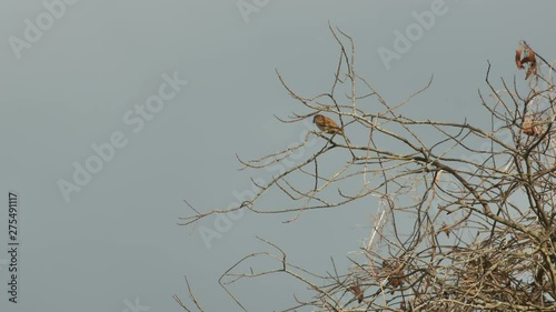 a sparrow bird is resting on the branch and quickly flying away