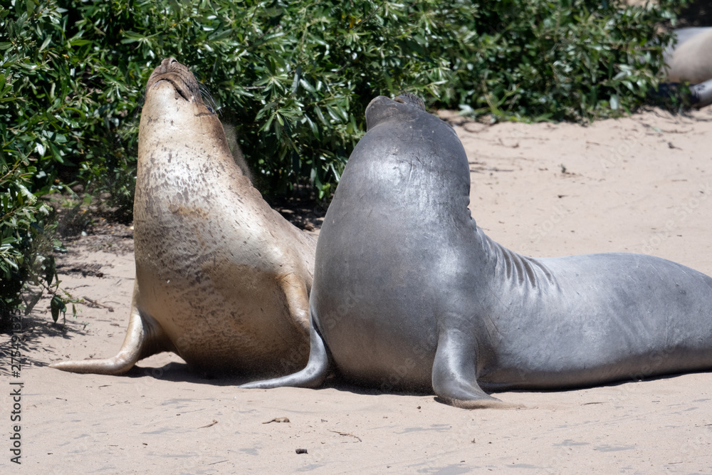 Obraz premium Two young elephant seals