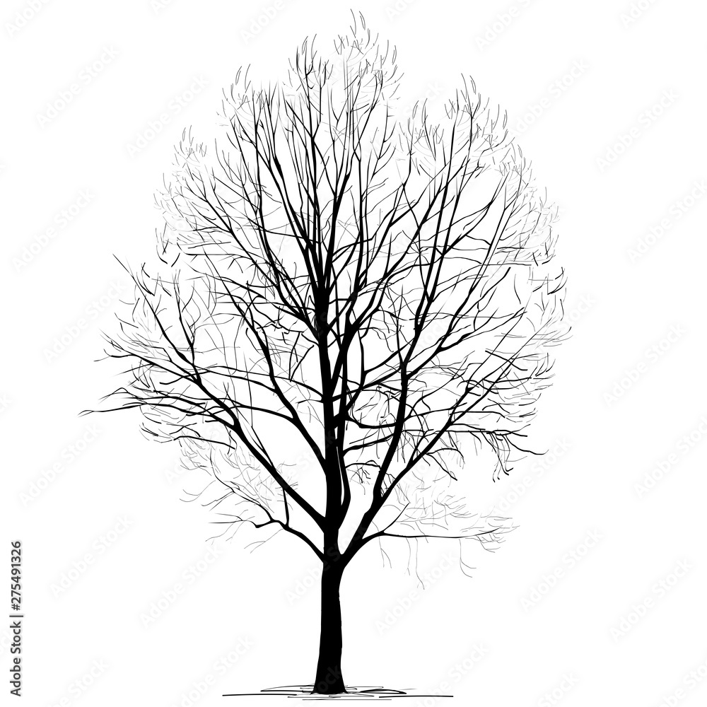 Obraz premium Poplar (Populus L.) silhouette without foliage, in the winter, on a white background
