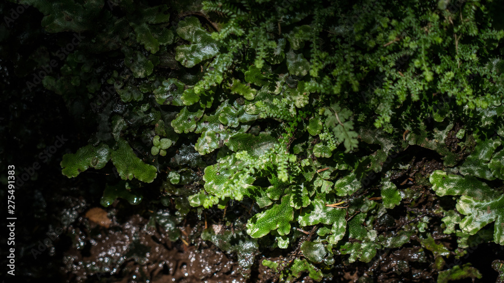 Madeira Levada Walk  lychen Moss closeup