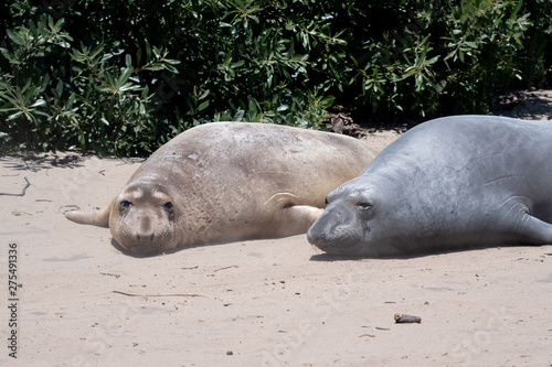 Two young elephant seals