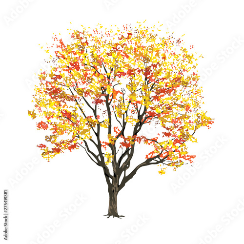 Tree with autumn foliage on a white background
