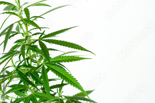 Closeup of plant of marijuana  weed or cannabis in pots at home on a white console against a white wall