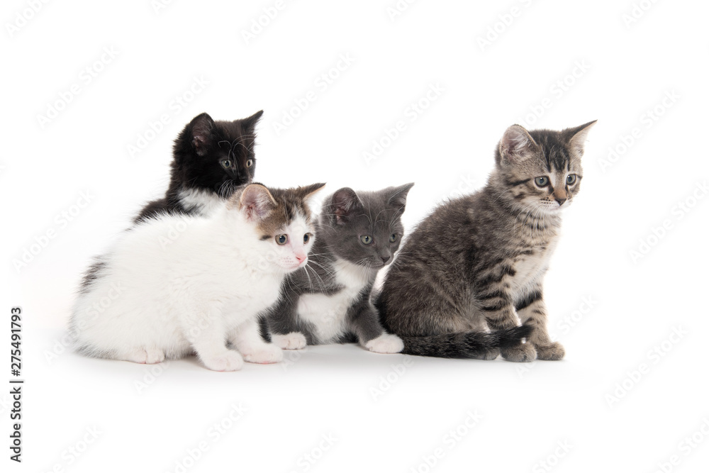 Four cute kittens on white Four cute kittens on white