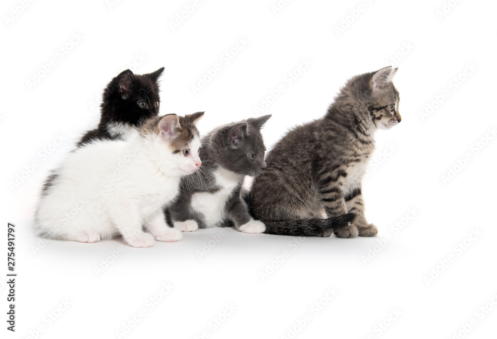Fototapeta premium Four cute kittens on white