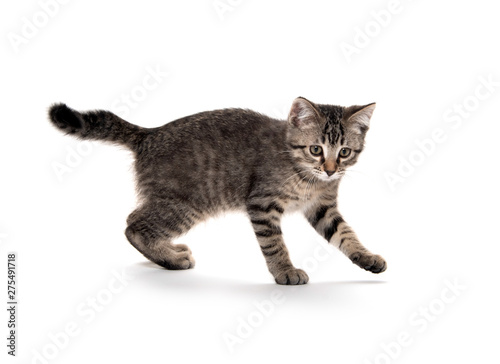 Tabby cat playing on white background © Tony Campbell