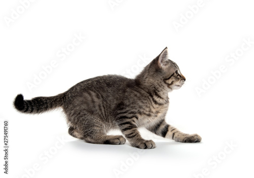 Tabby cat playing on white background