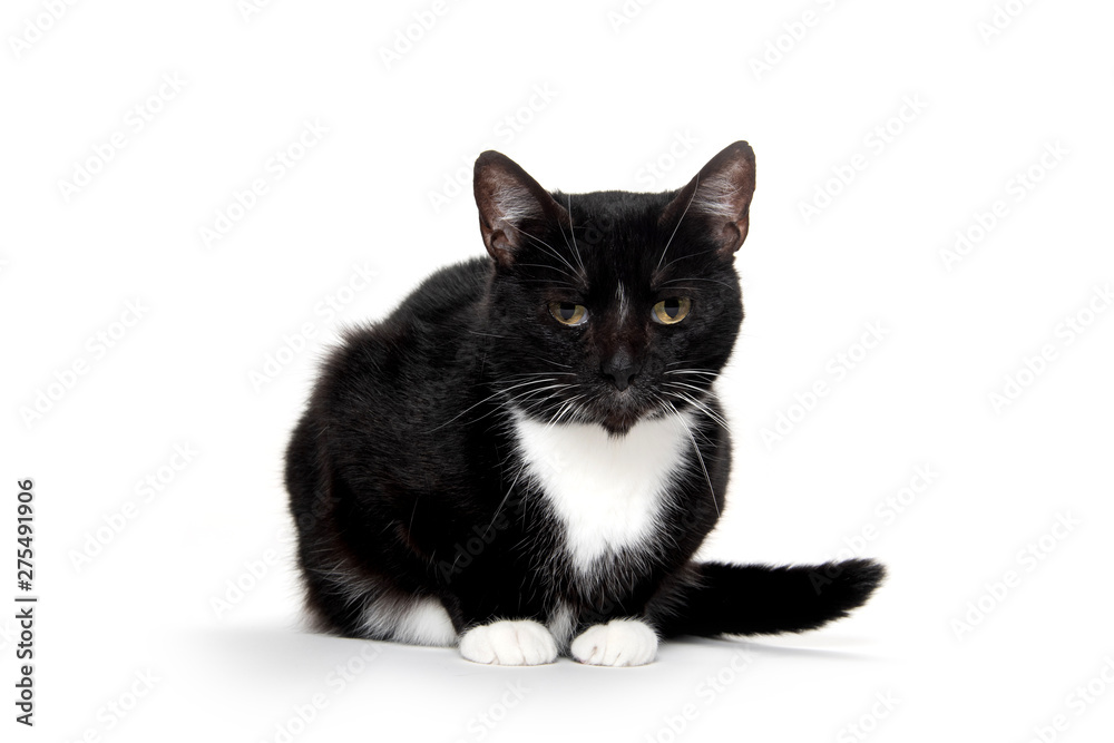black and white tuxedo cat black and white tuxedo cat