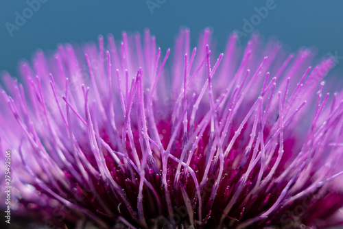 closeup of Alpine thistle Carduus defloratus L. photo