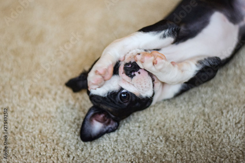 Silly Boston Terrier