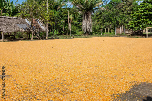 Kernels of corn drying in the sun in rural Manabi, Ecuador photo