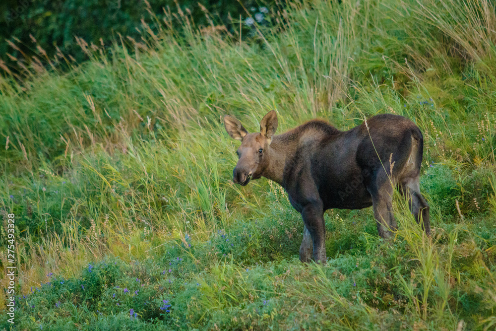 Moose calf in grassy Kincaid park in Anchorage in alaska