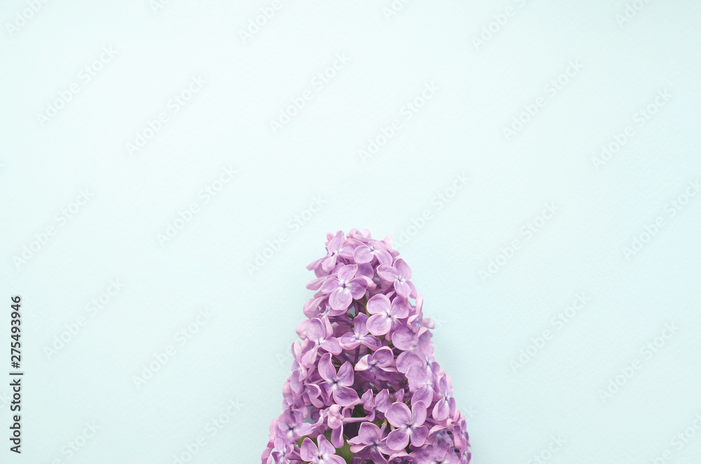 Sprig of lilac with green leaves on mint background.