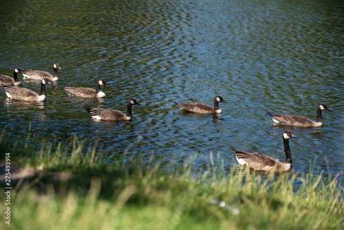 Berlin city Geese swimming in lake